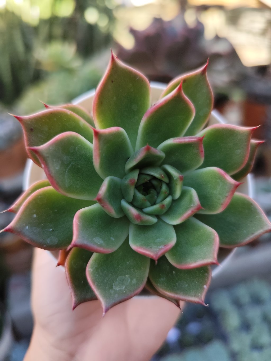 Agavoide Sara Bonnie