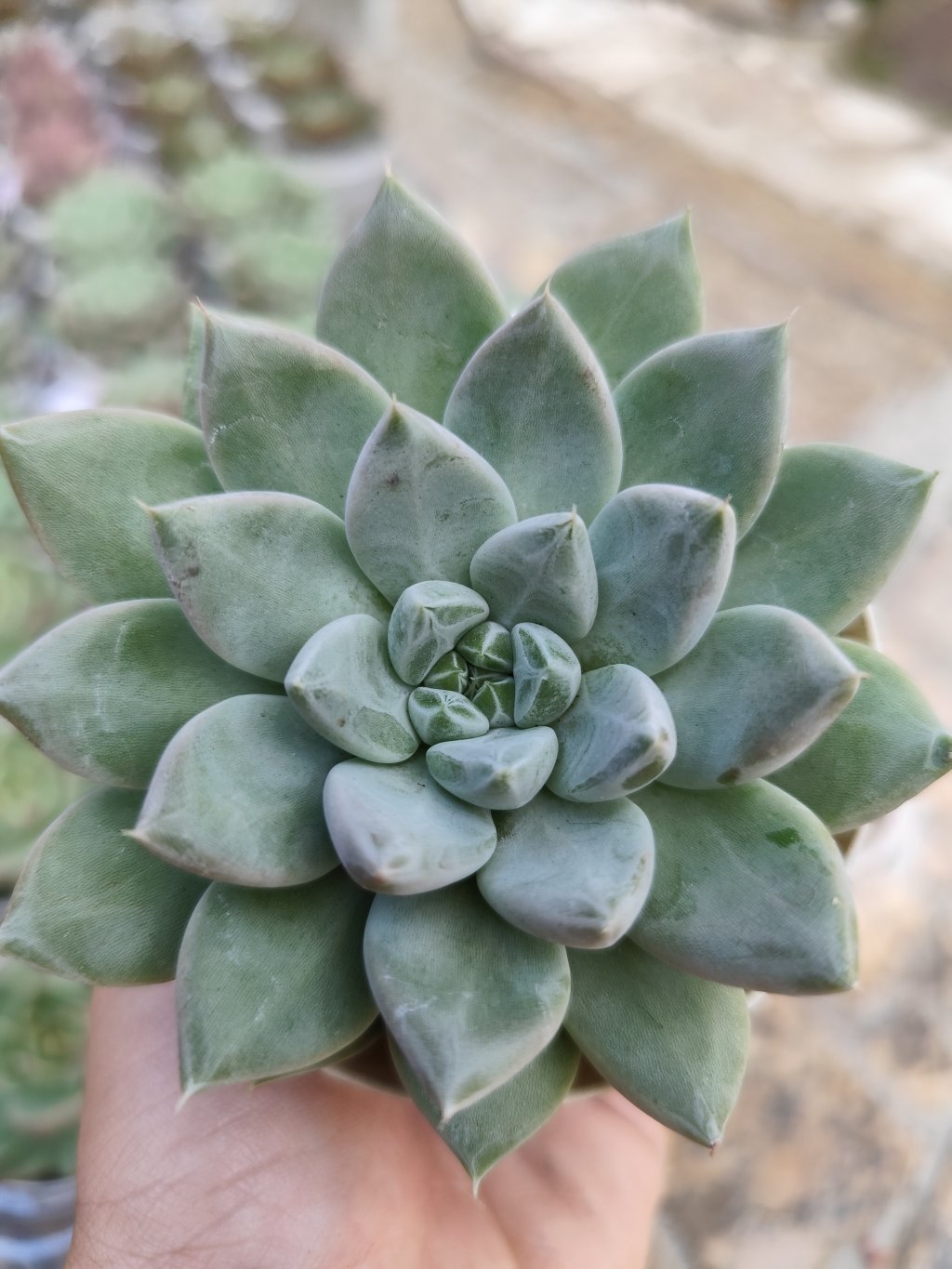 Tolimanensis night cloud