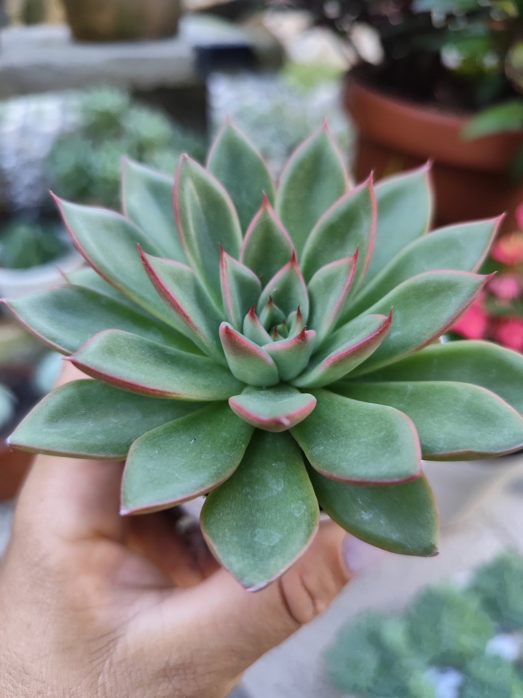 Agavoide Diamond heart 