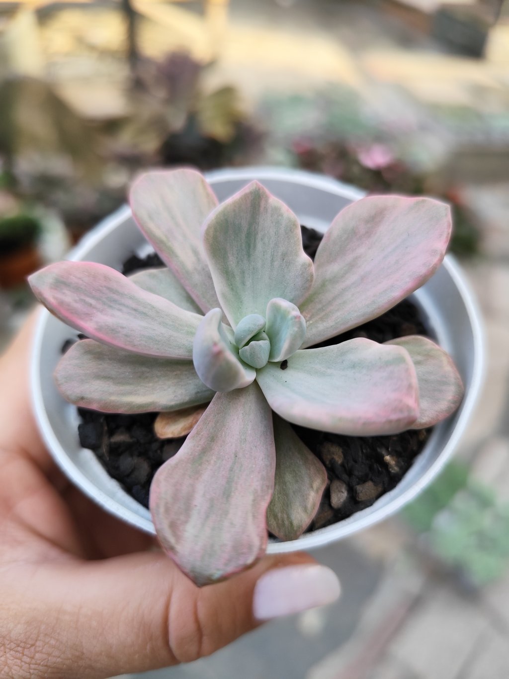 Mrs. Richard variegata 