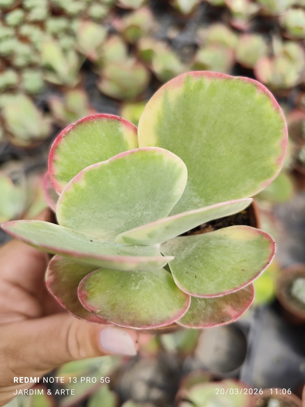 Kalanchoe fantástic variegata 