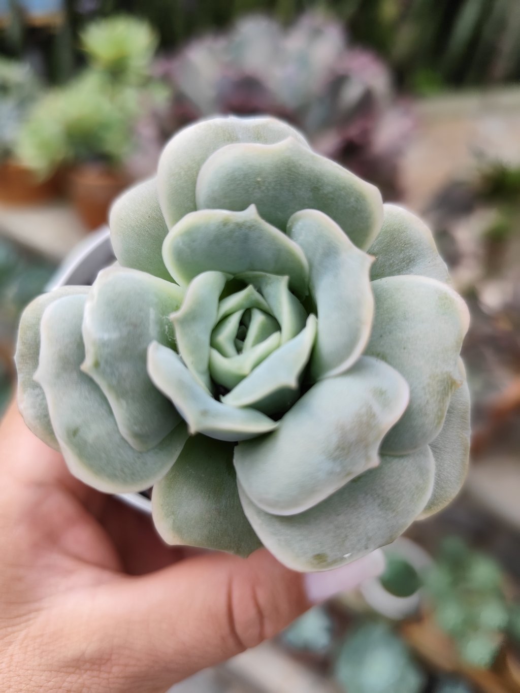 Lovely rose red color 