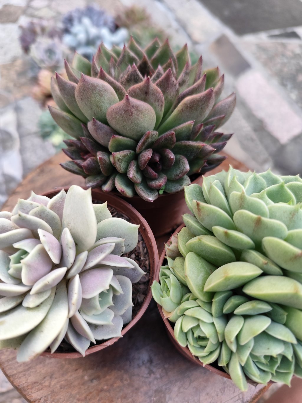 Lola, Black Queen, bem badis (1)