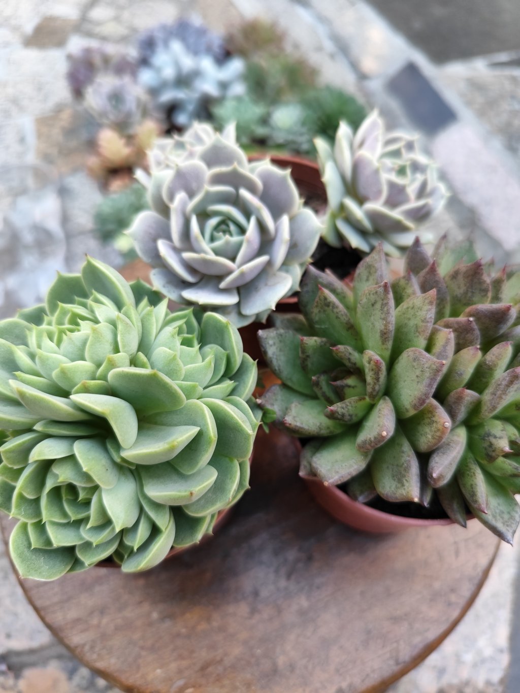 Lola, Black Queen, bem badis (2)