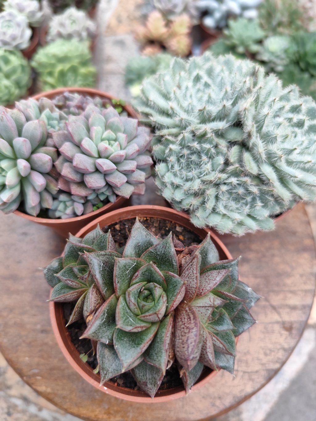 Dionizus, subcorymbosa Lau-30, setosa deminuta (3)