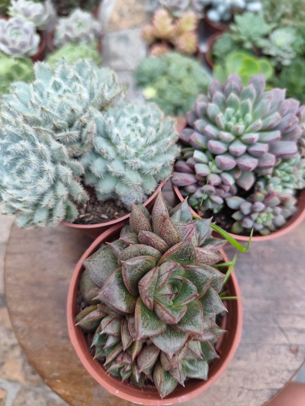 Dionizus, subcorymbosa Lau-30, setosa deminuta(4)