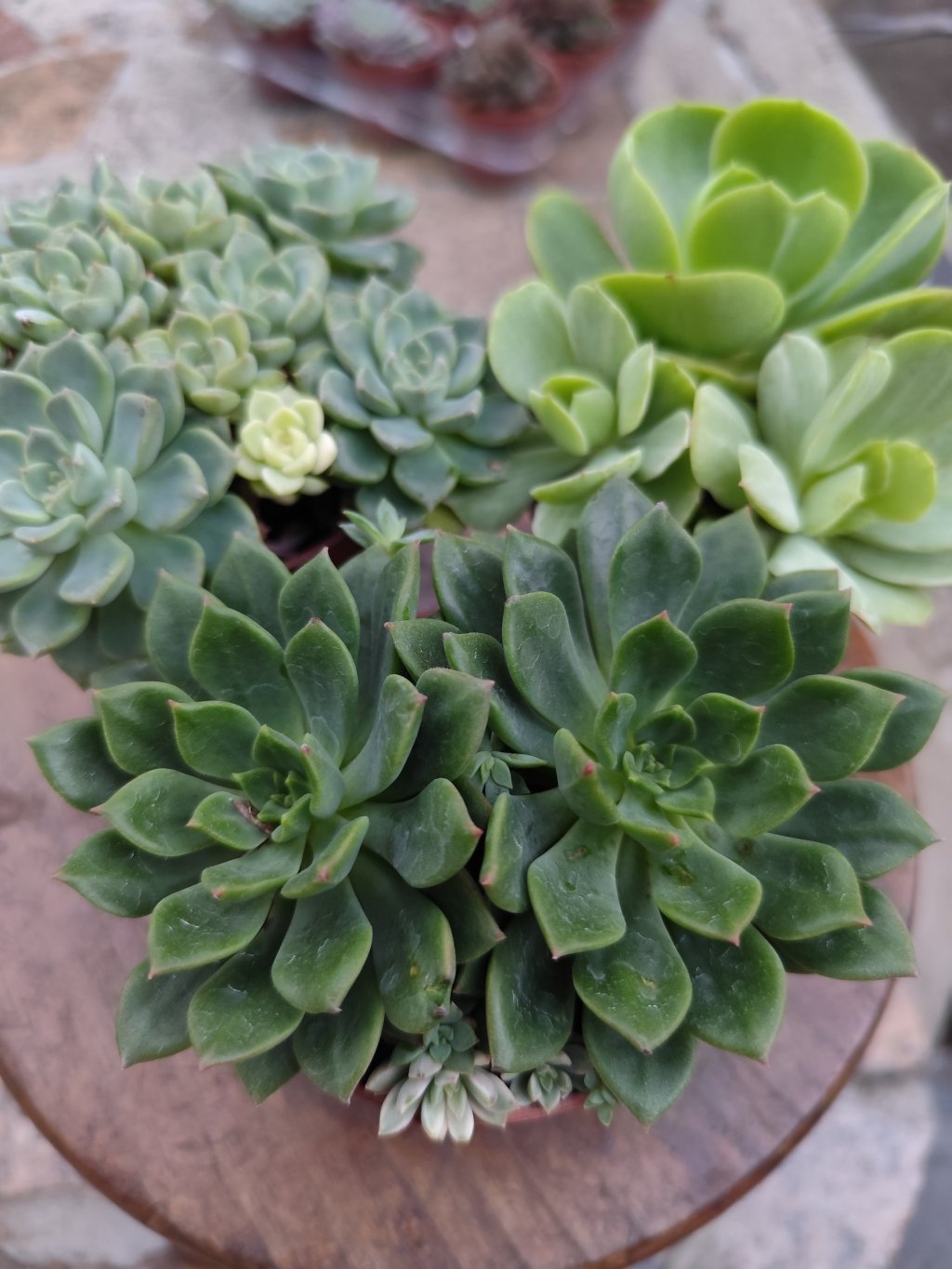 Emerald Green, momoca, tinkerbel (5)