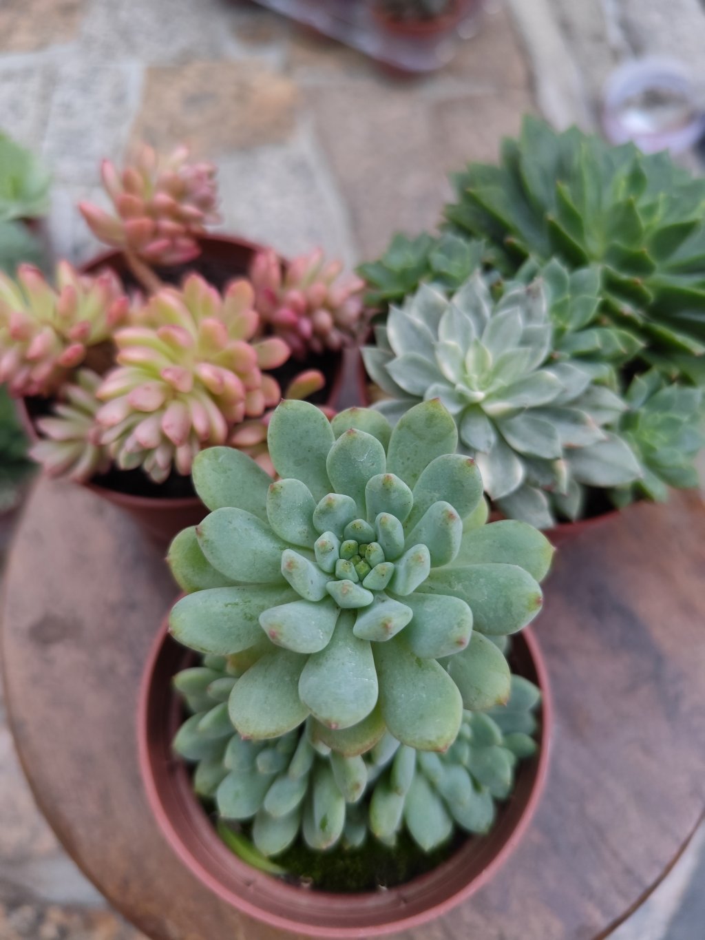 Joice tuloch var, emerald Green, blue Apple(6)