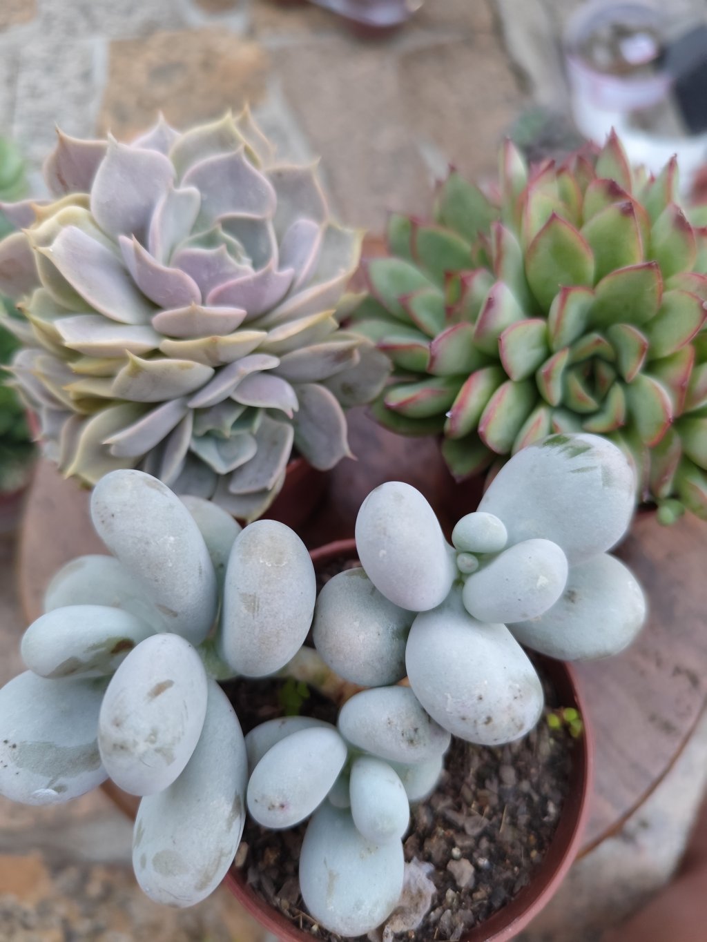 Oviferum, cherry, lótus (7)