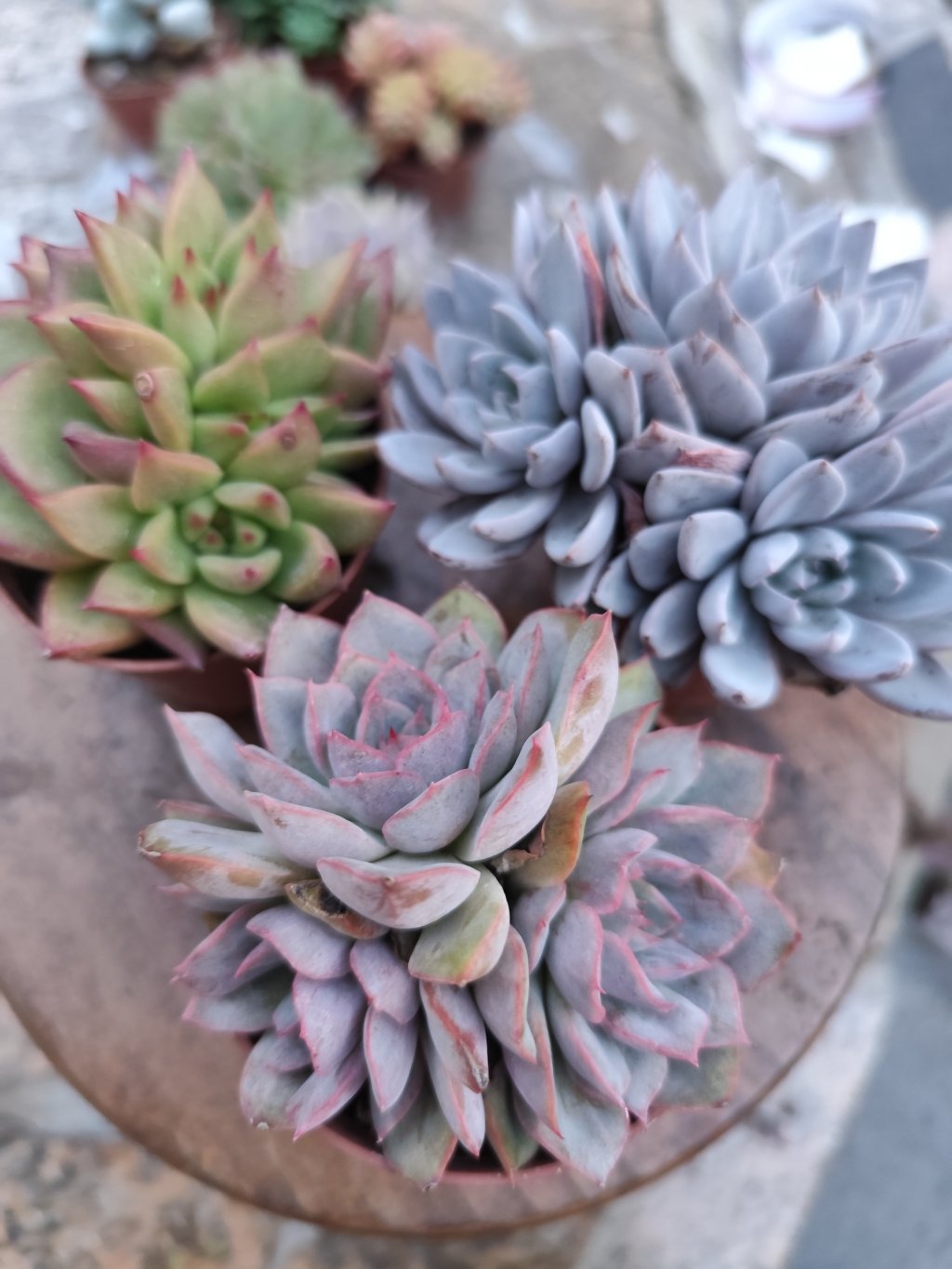 Summer, Honey pink, Lulu (8)