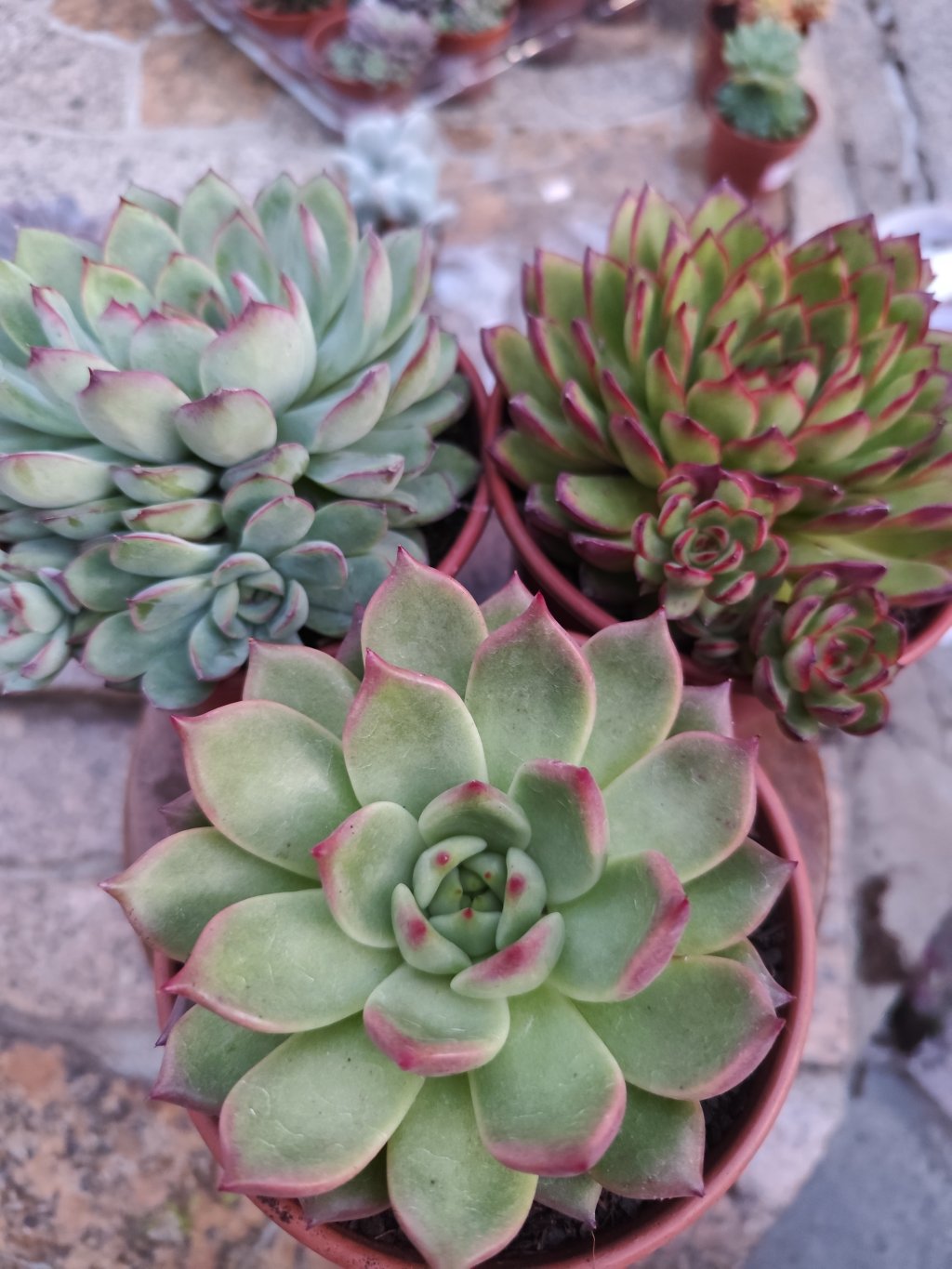 Honey pink, skate, appus (pote 14)