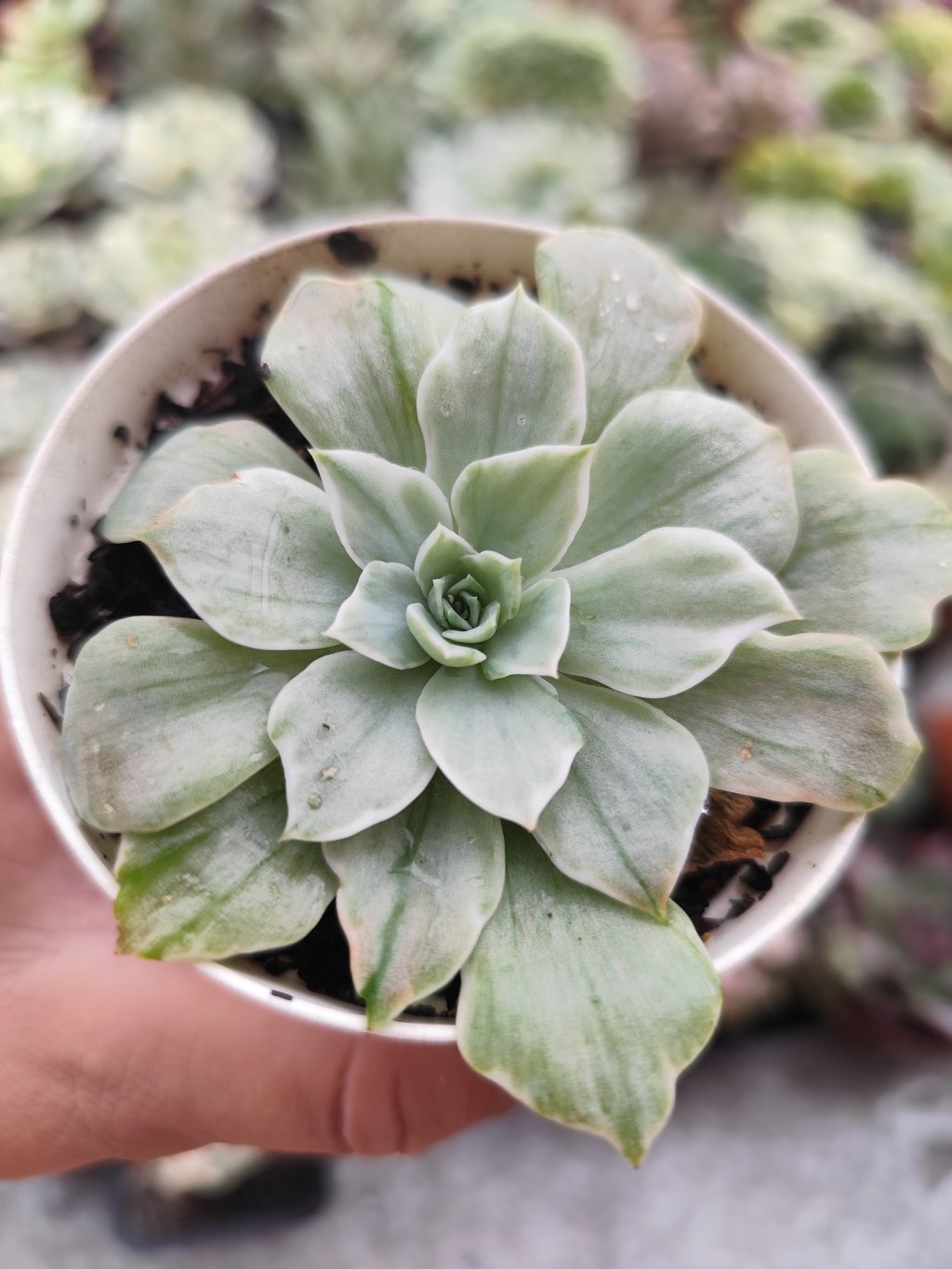 Silver river variegata 