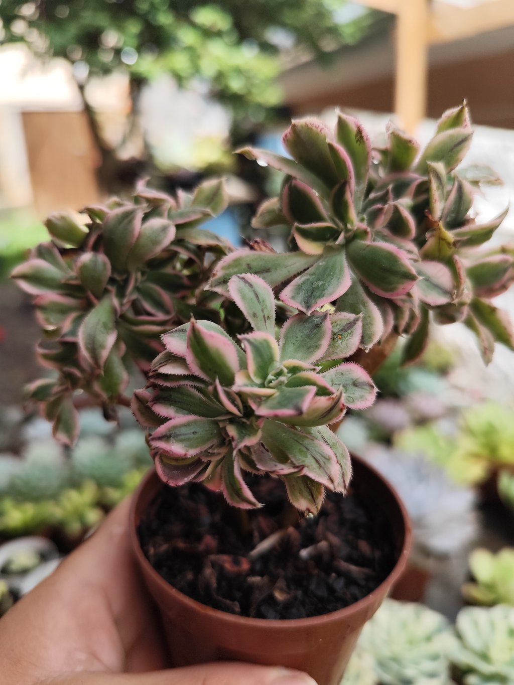 Aeonium Sumburst cristata 