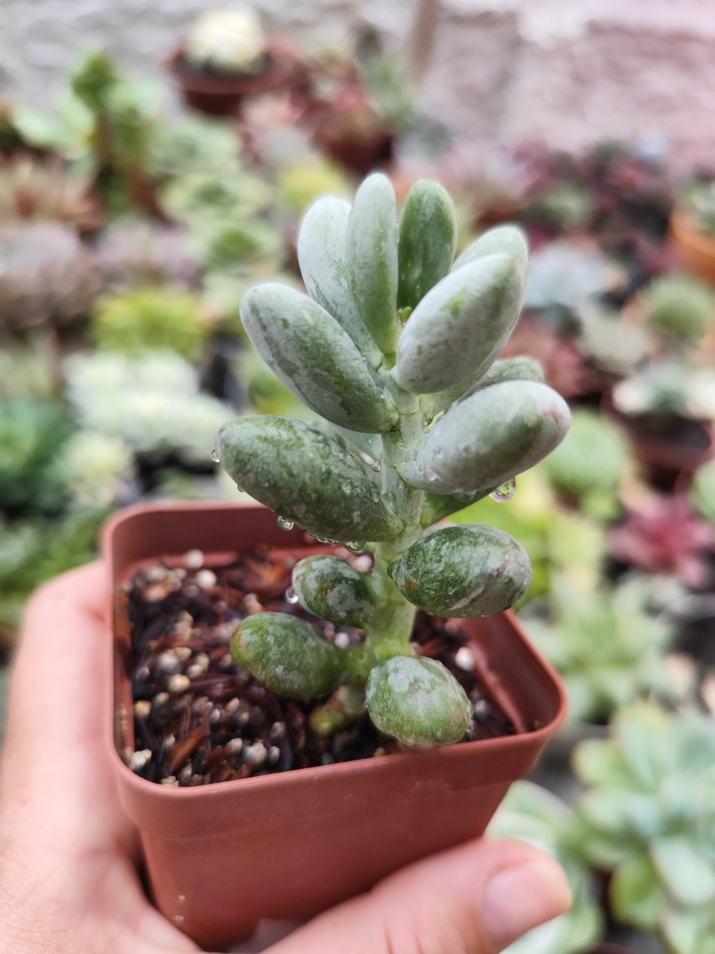 Cotyledon oophyla leopard variegata 
