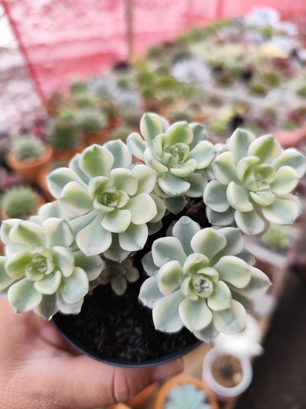 Tinkerbel variegata cluster 
