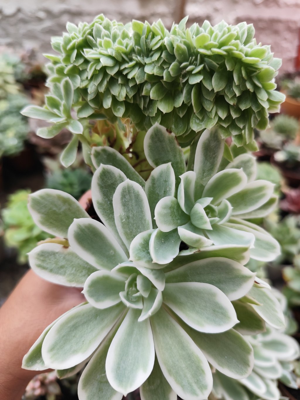 Lemon rose variegata (cristata e normal) 