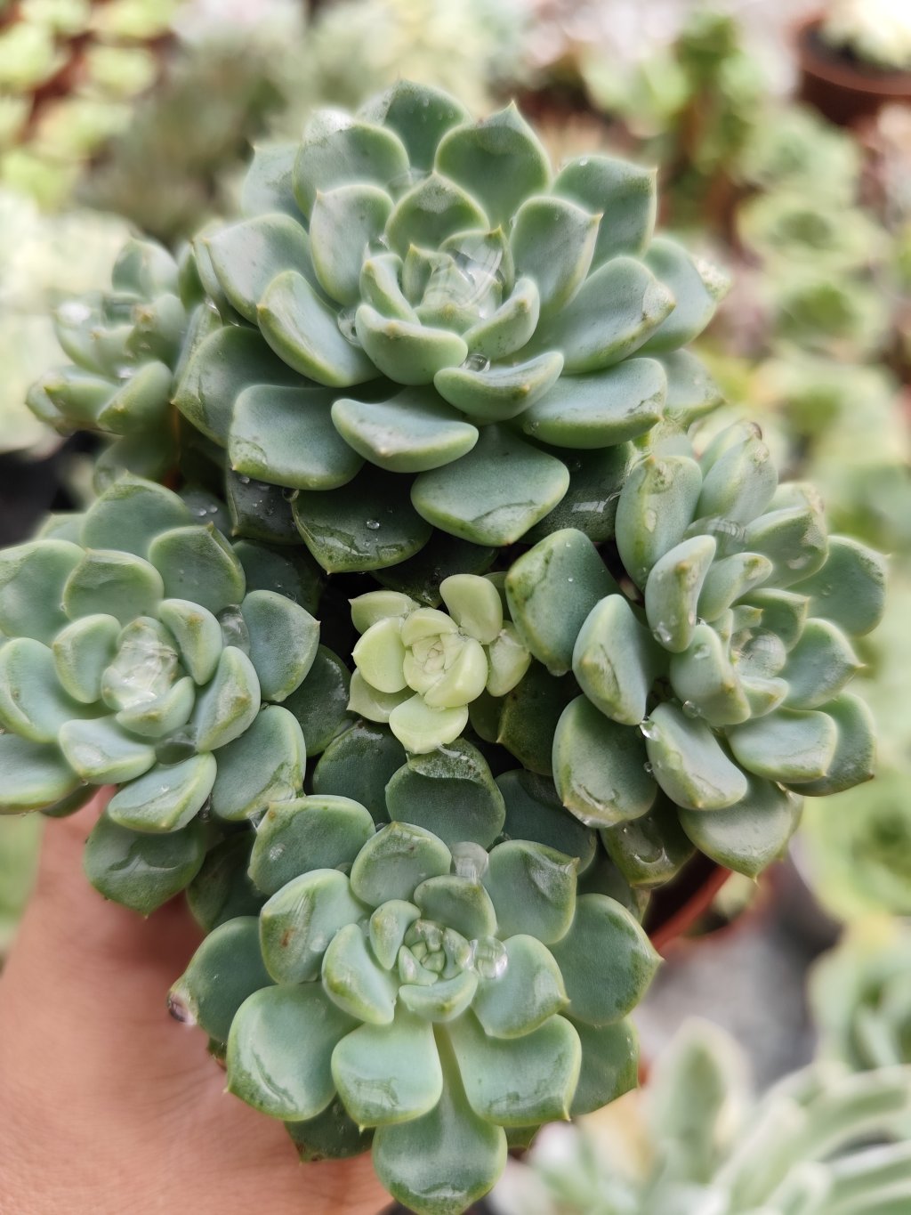 Tinkerbel normal com uma roseta variegata 