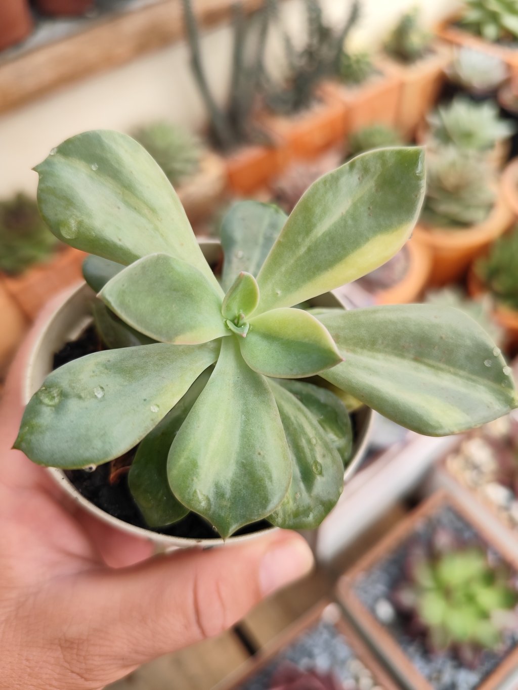 Douglas Hut variegata (1)