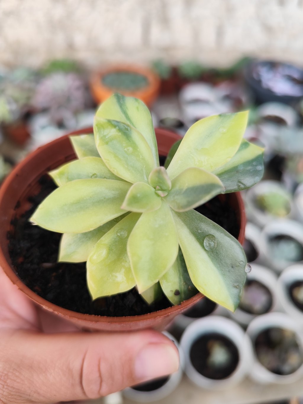 Douglas Hut variegata (2)