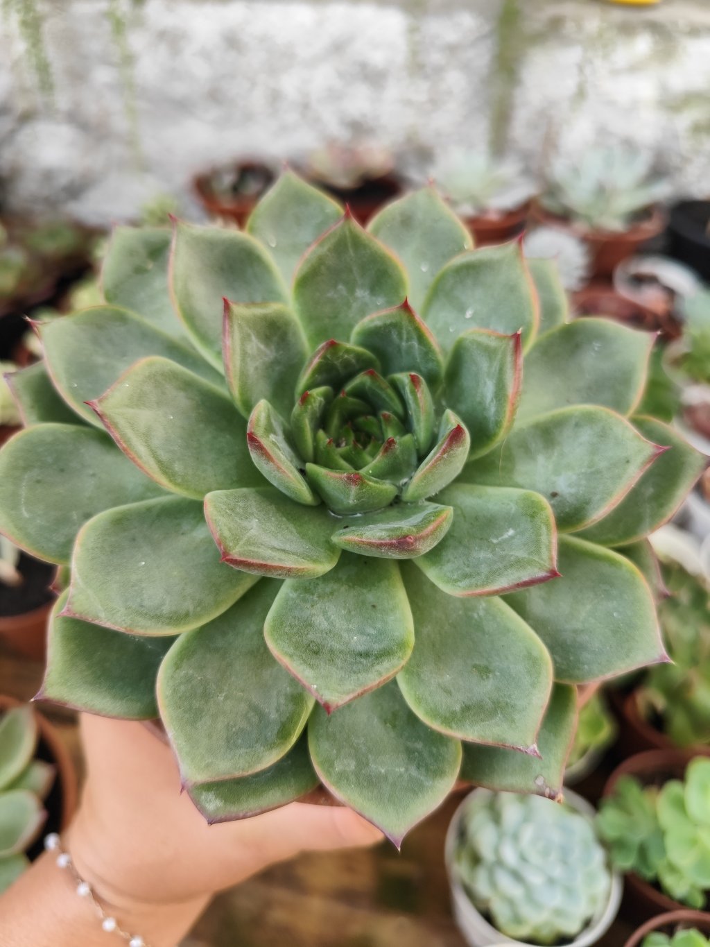 Agavoide Fire pilar(G)