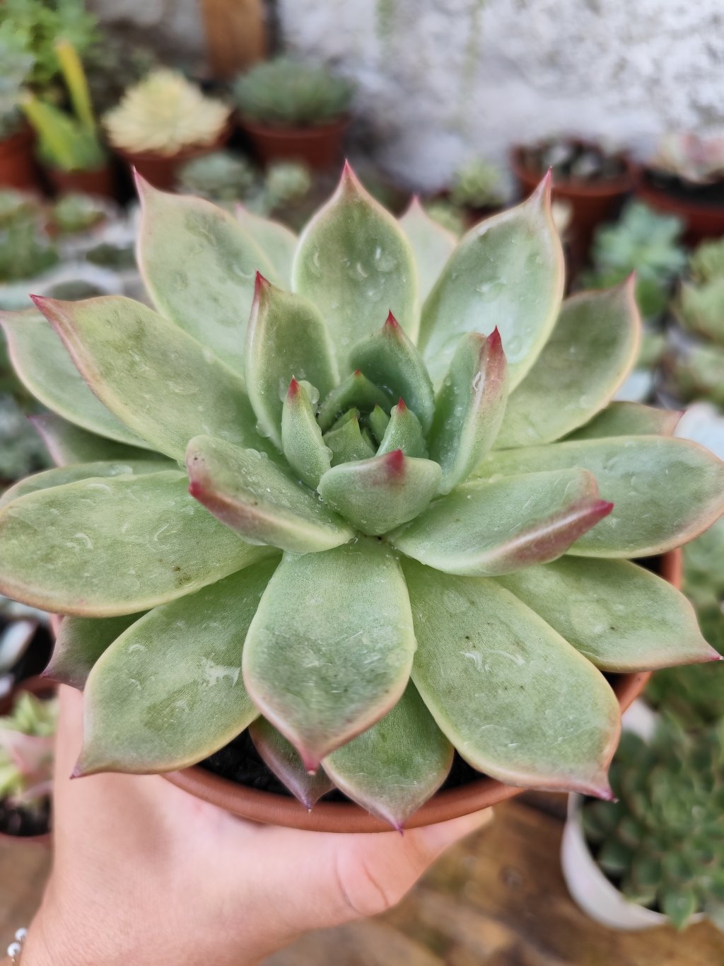 Agavoide Honey pink (G)