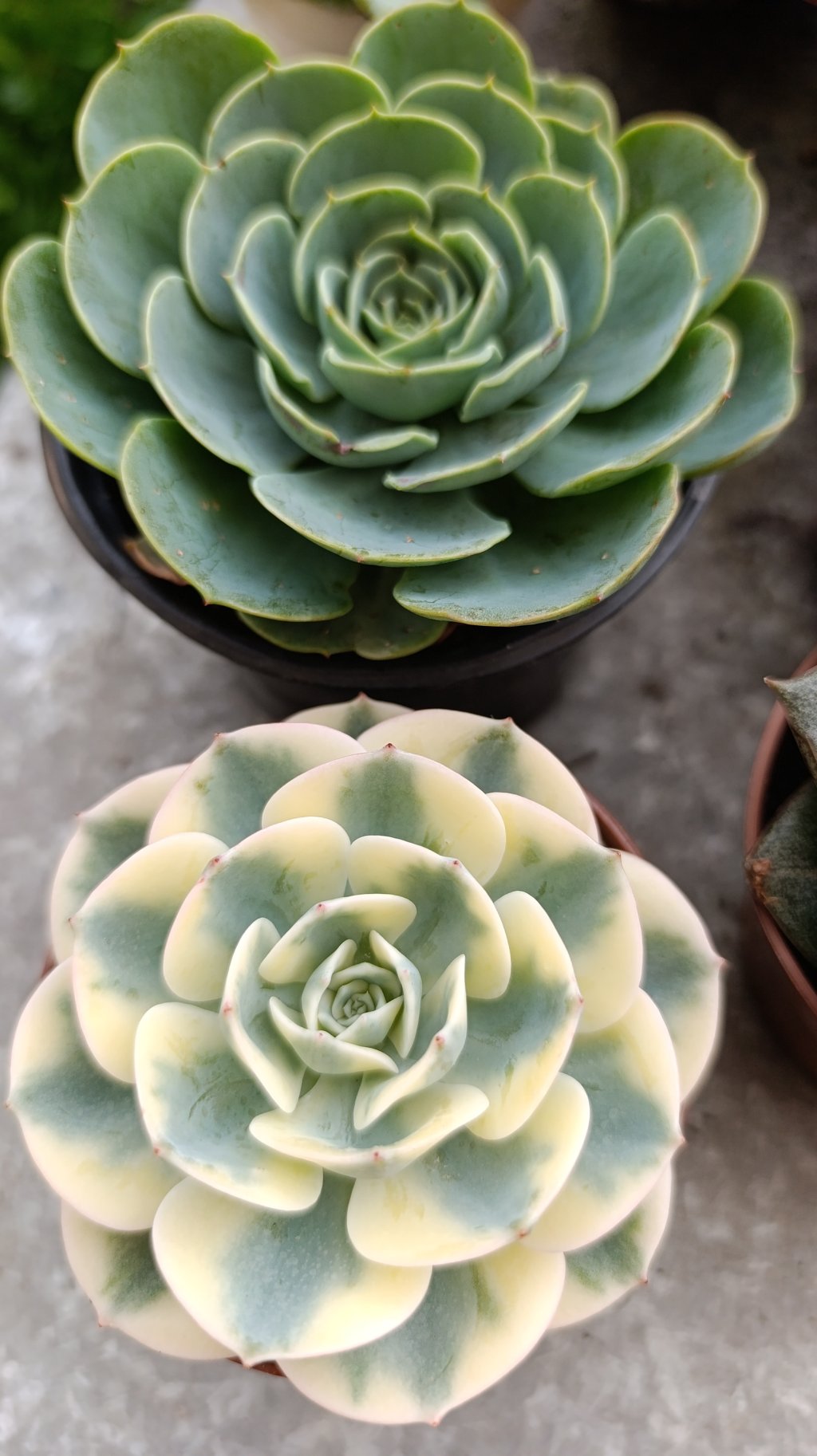 Glauca(pt11)+ carousel (pt09)