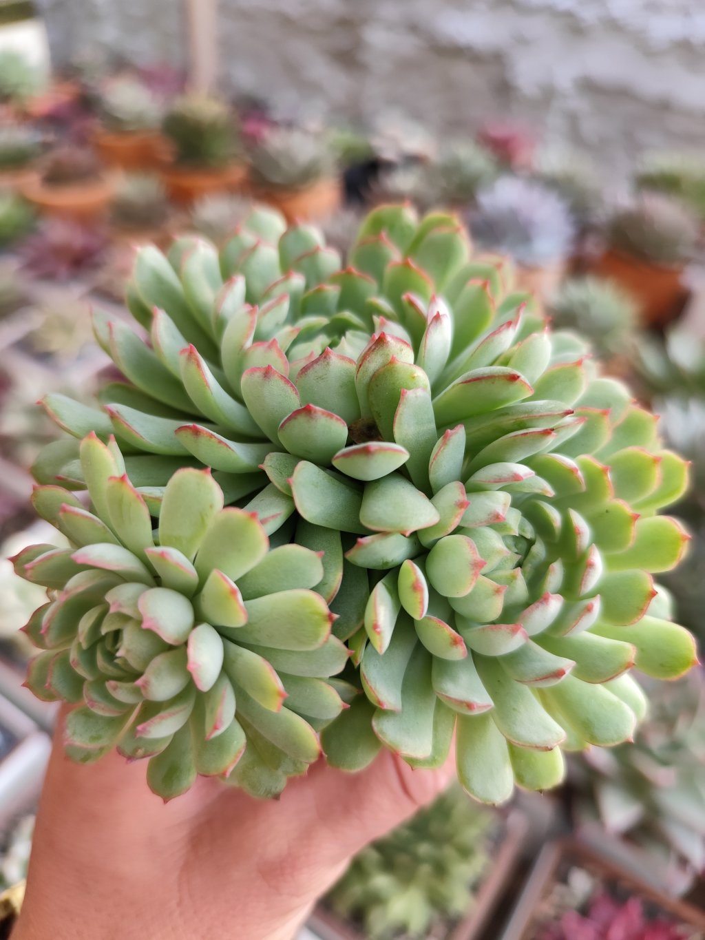 Red coat cluster 