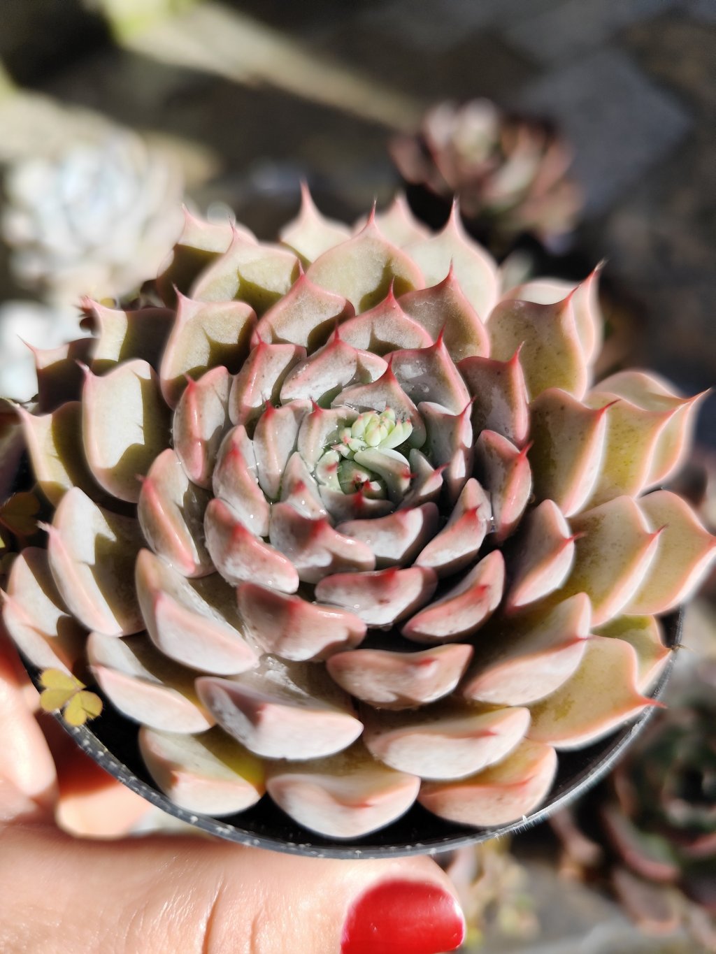 Texensis rosea 