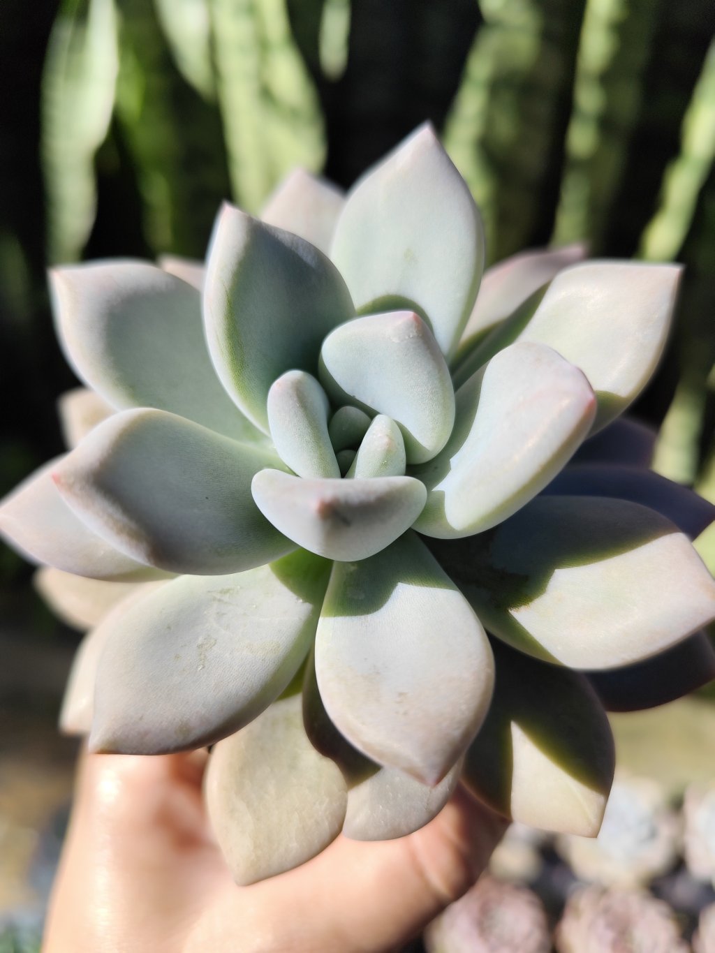 G. Opalina