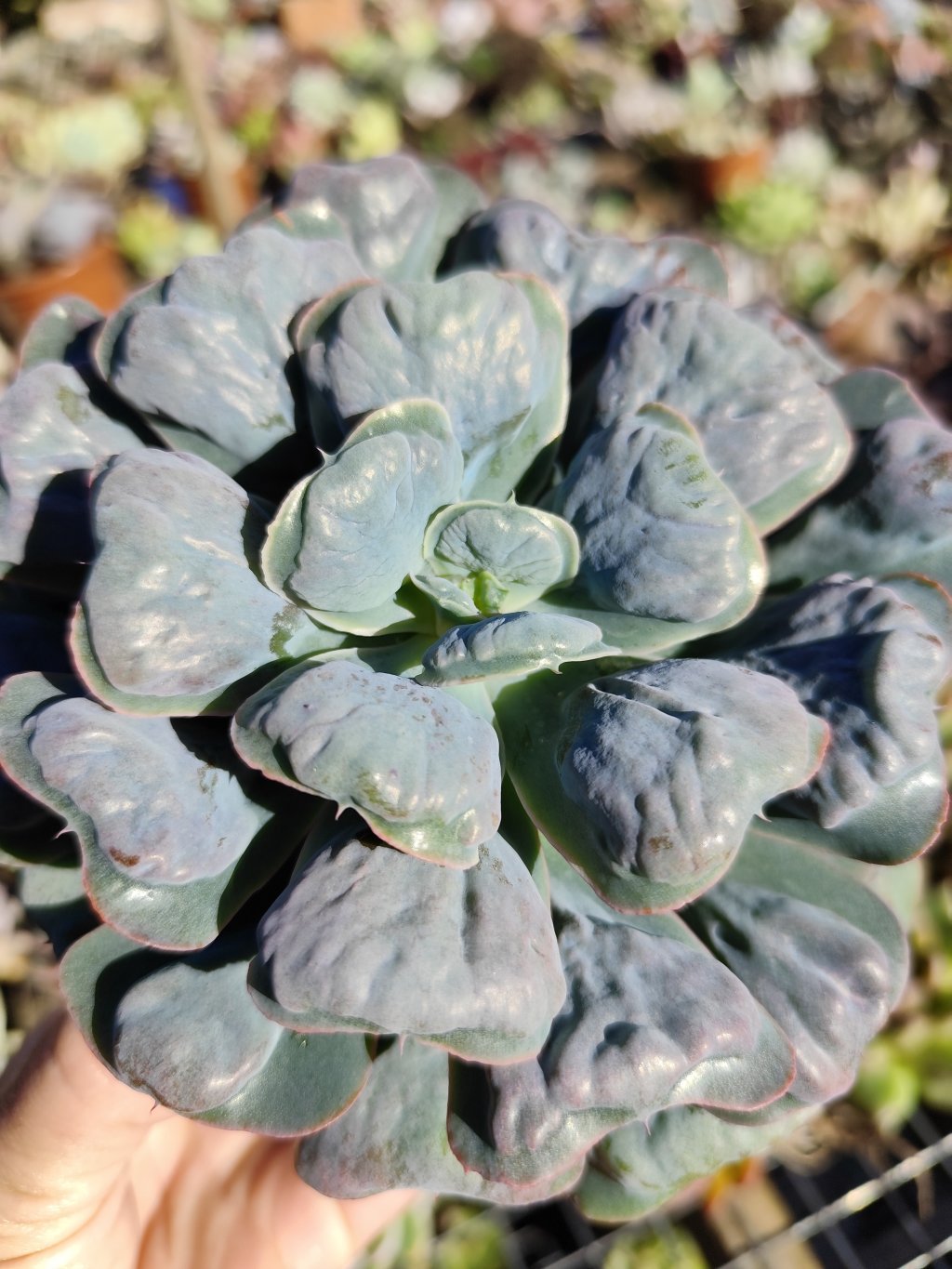 Heart's delight 