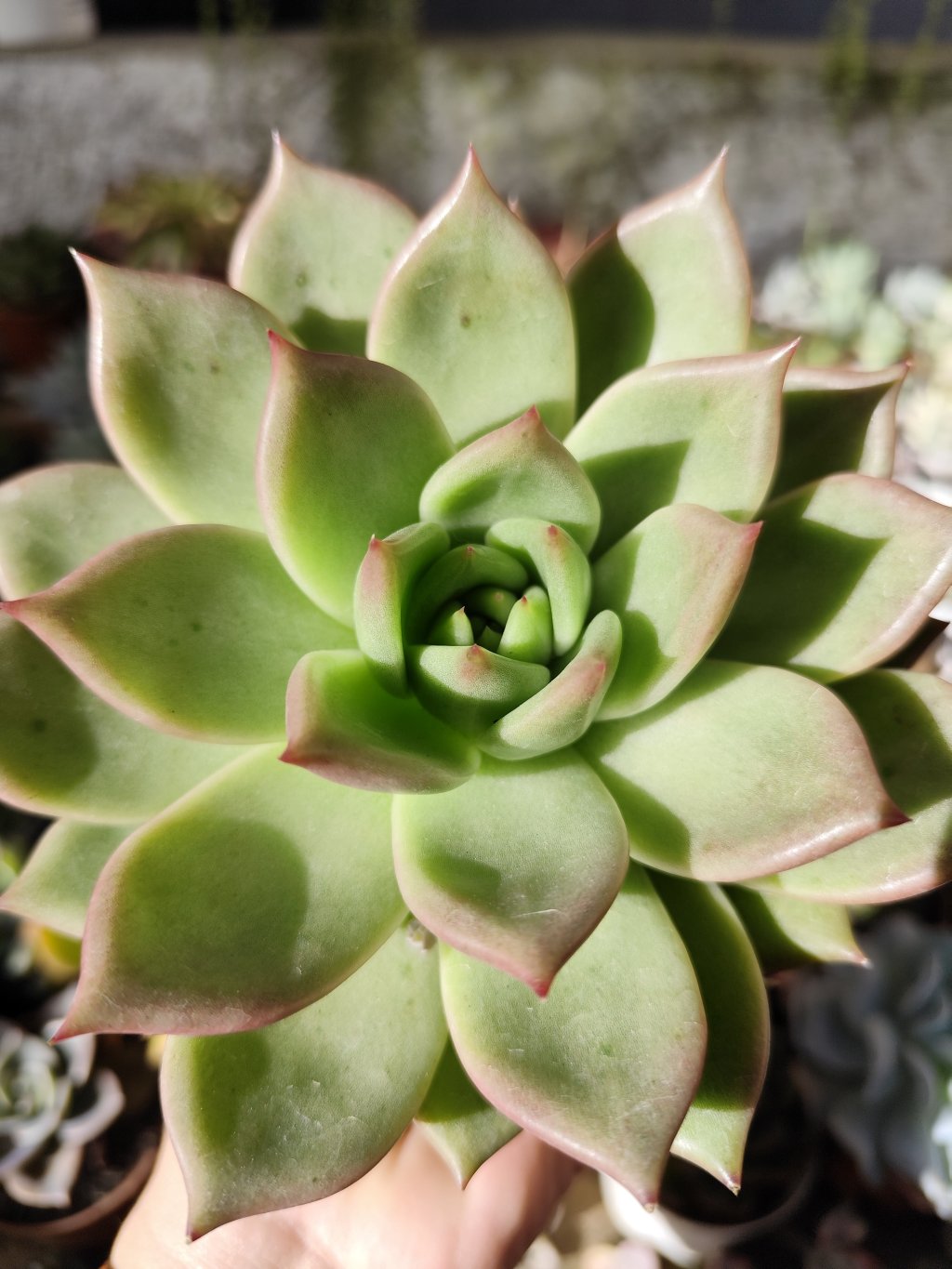 Honey pink 