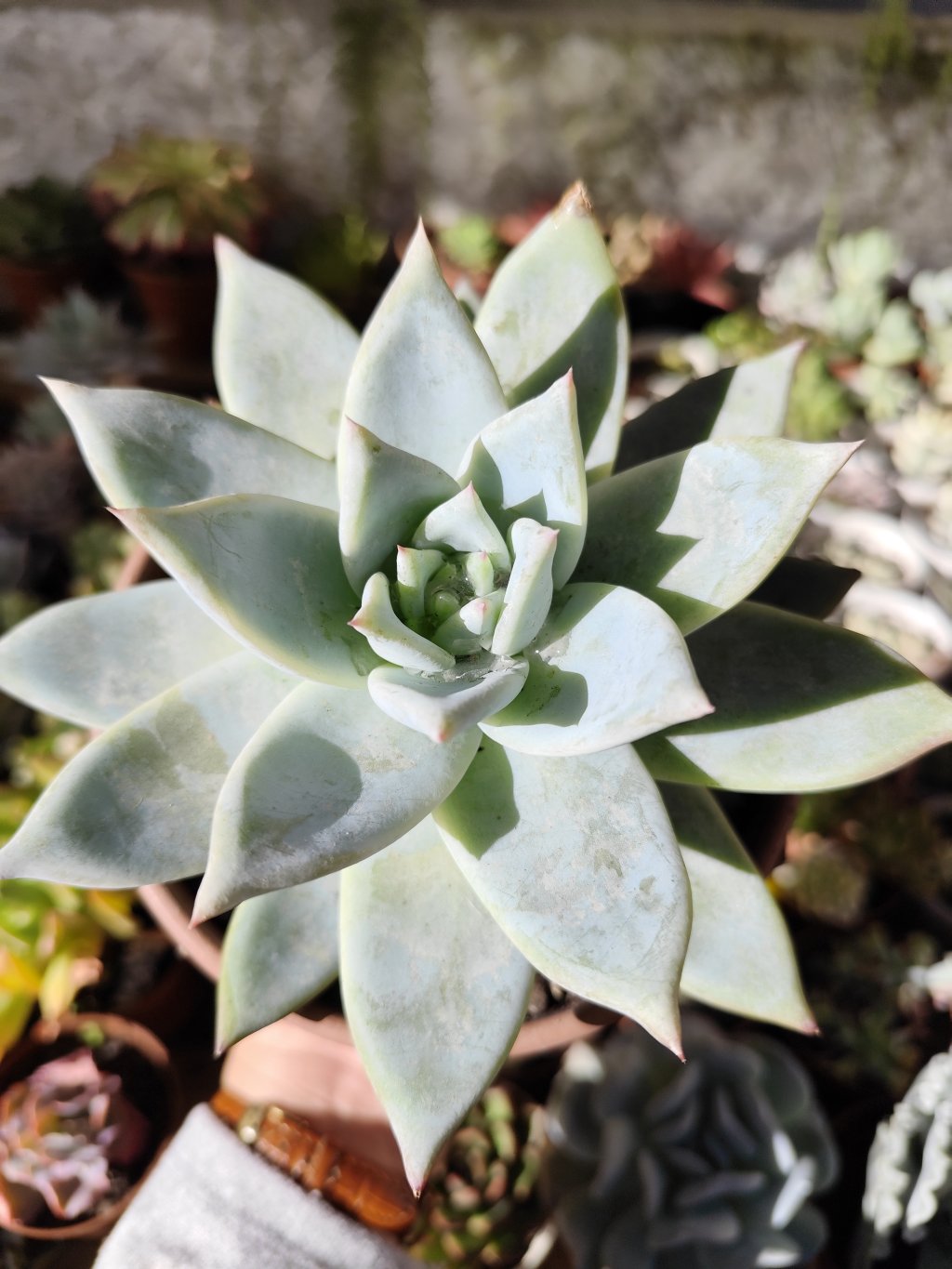 Colorata tapalpa 