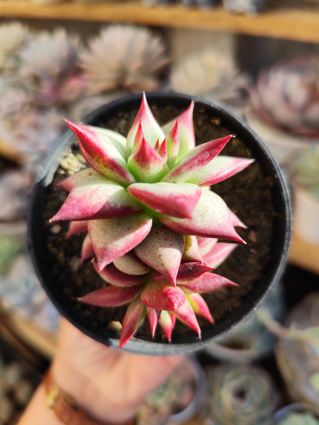 Agavoide Electra (dupla)