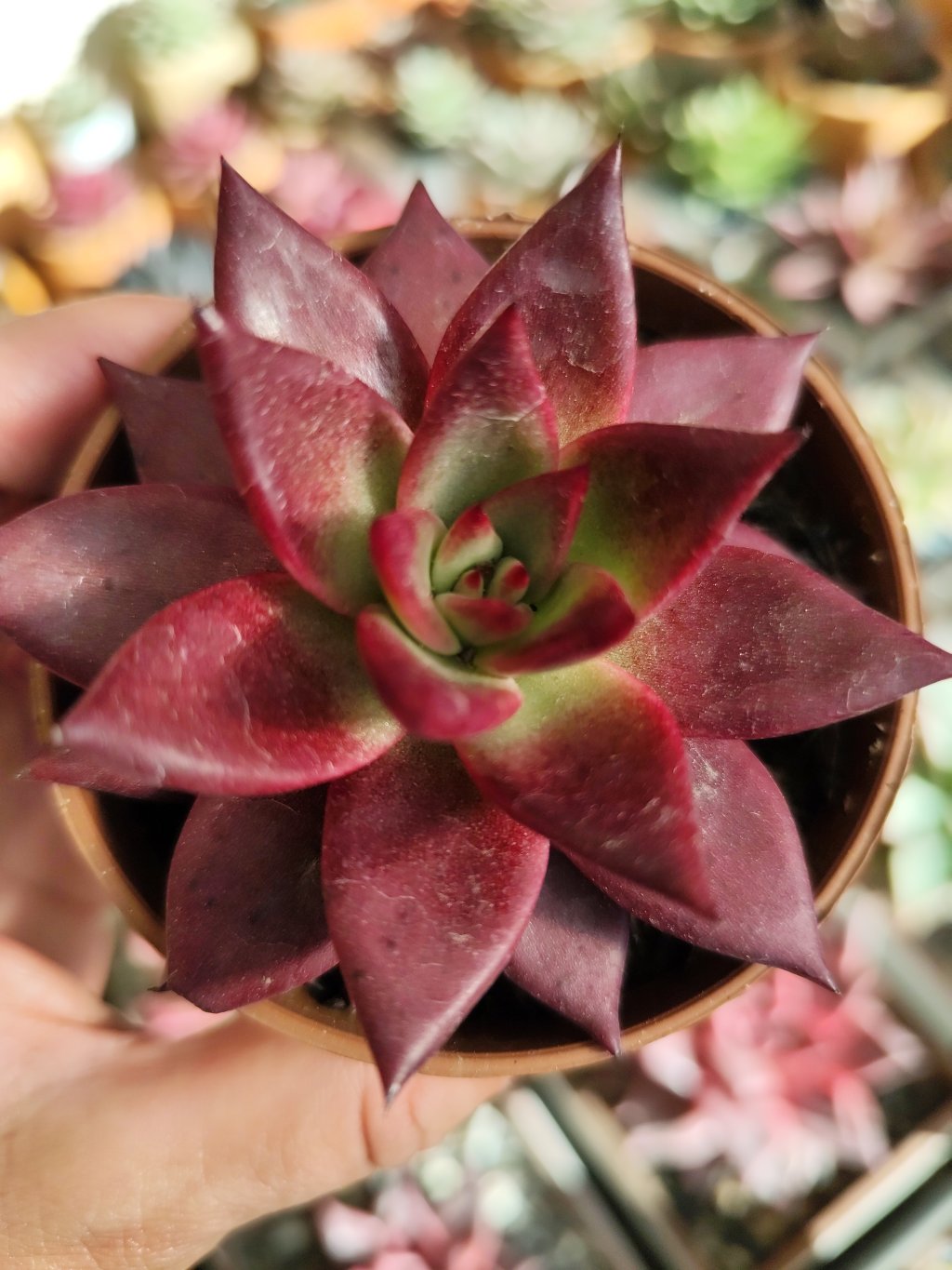 Agavoide atlas 