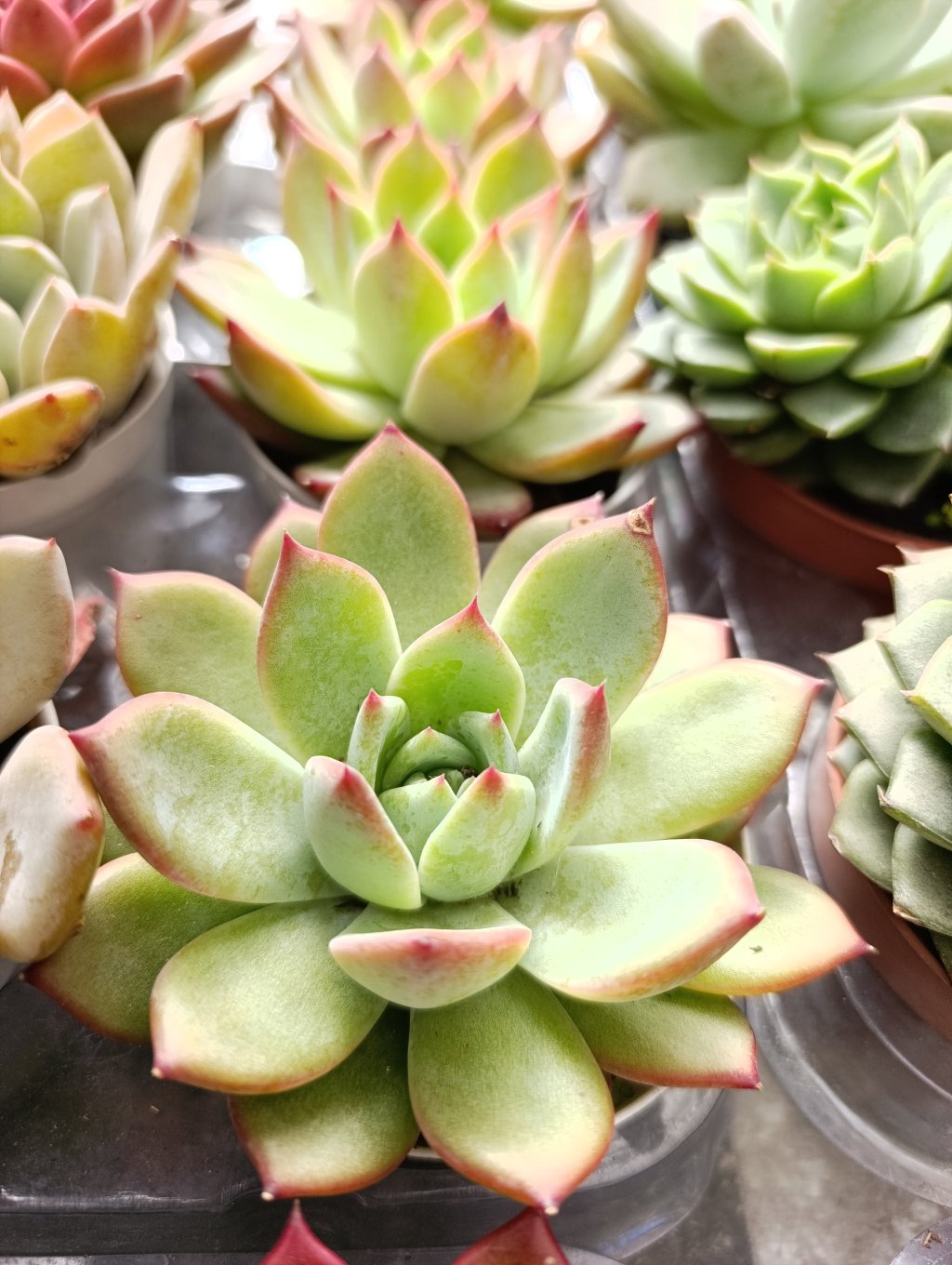 Colorata Desert Harmony 
