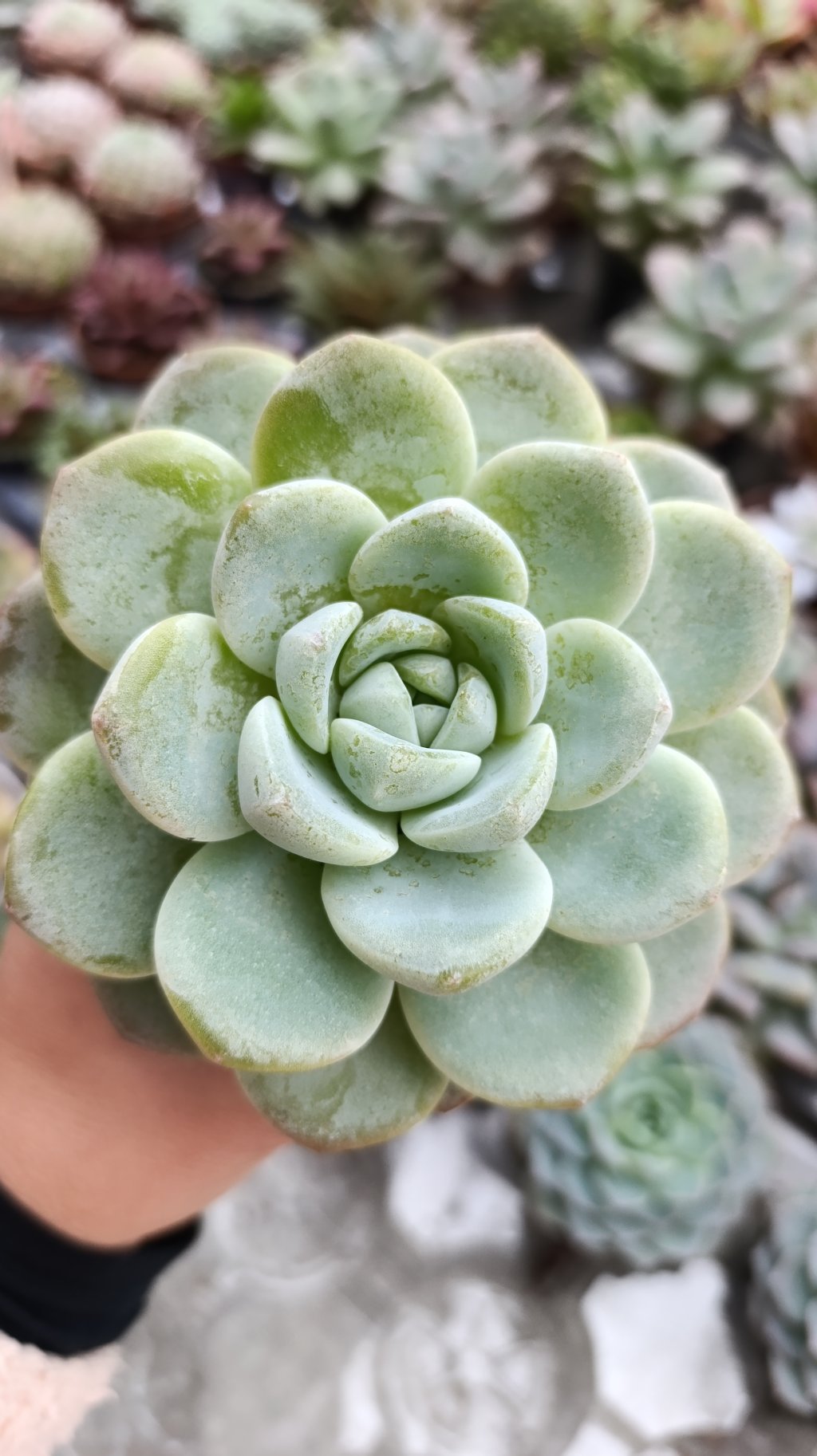 Ice Green 