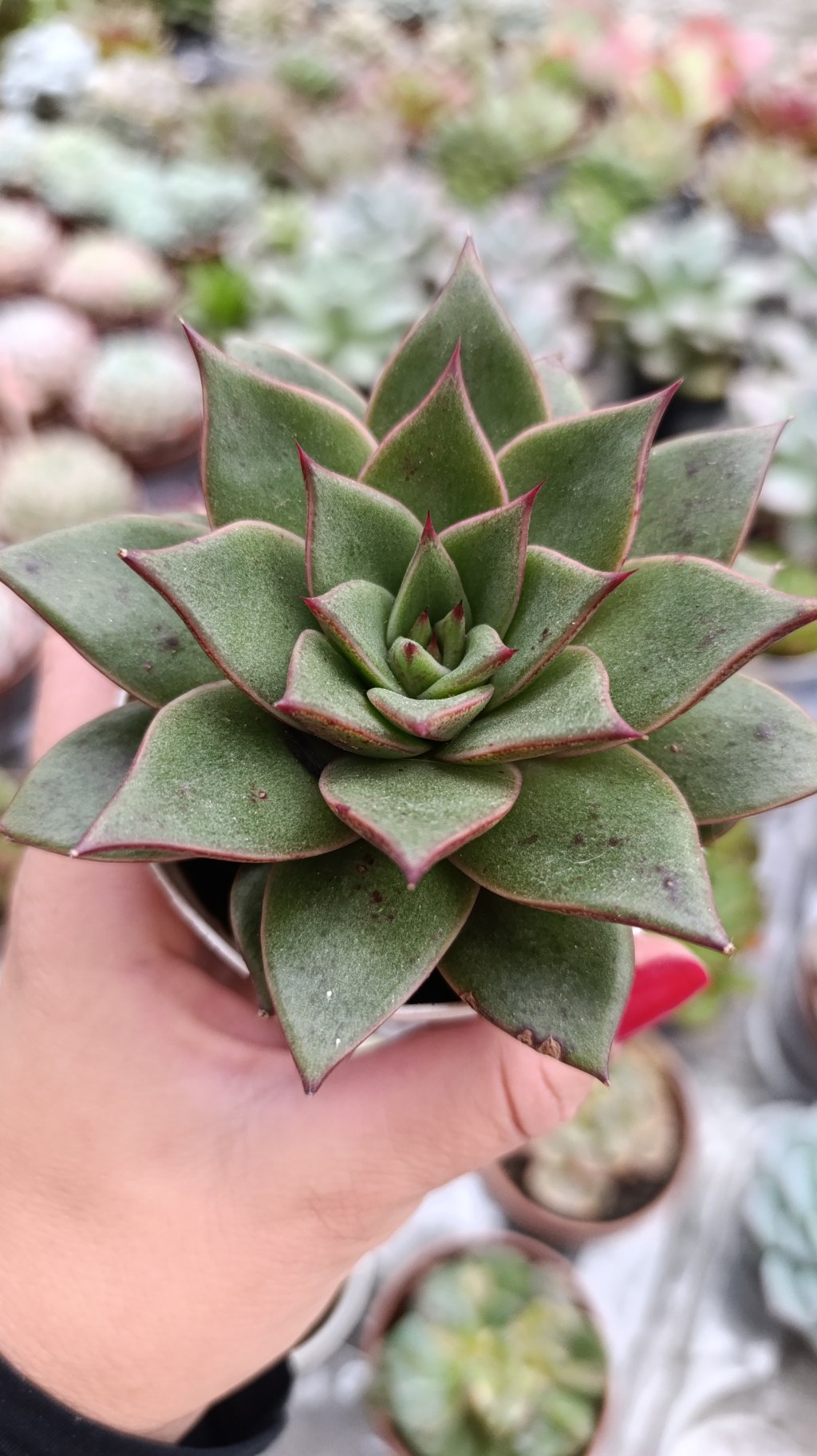 Purpusorum x Romeo 