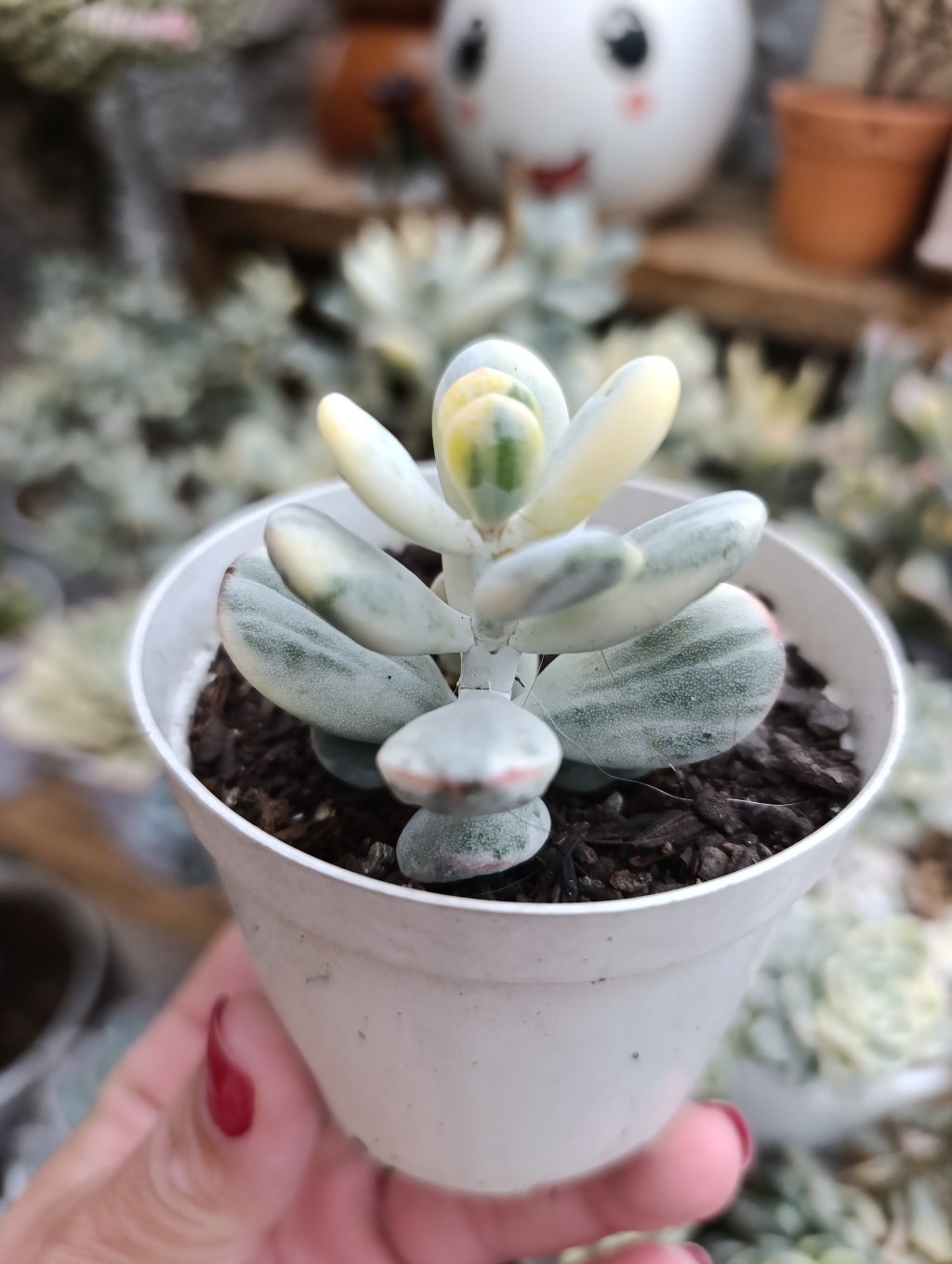 Cot. orbiculata variação oophyla variegata 