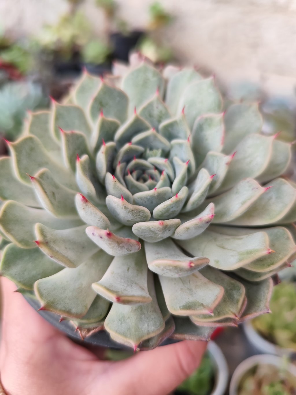 Norma