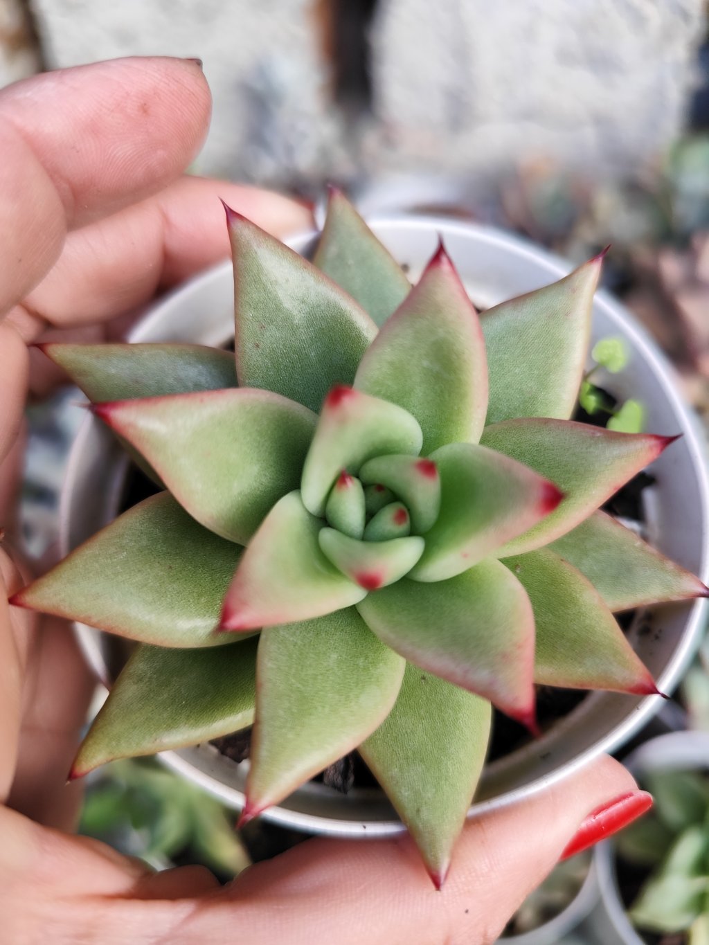 Hibrido agavoide 
