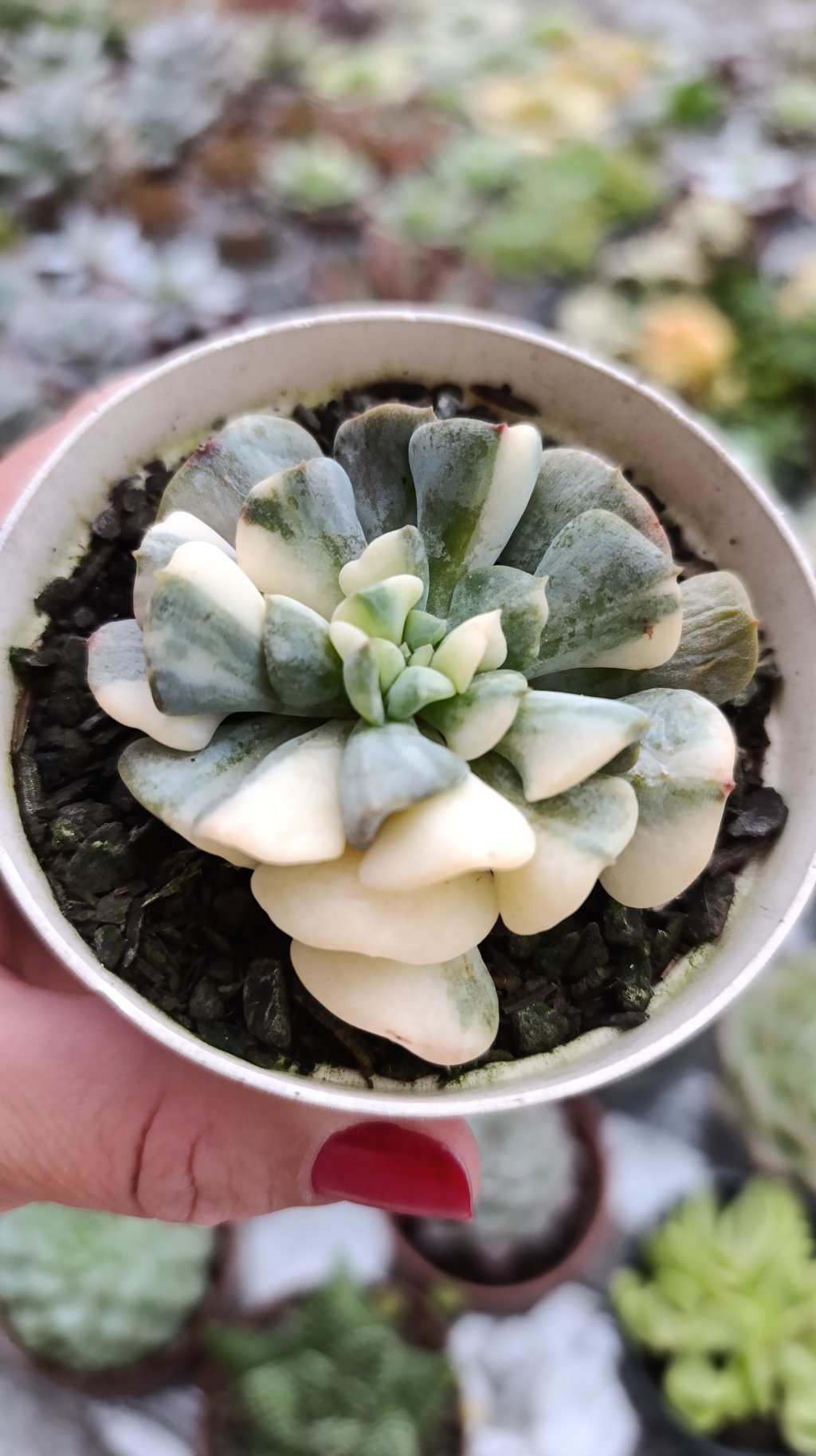Cubic Frost variegata 
