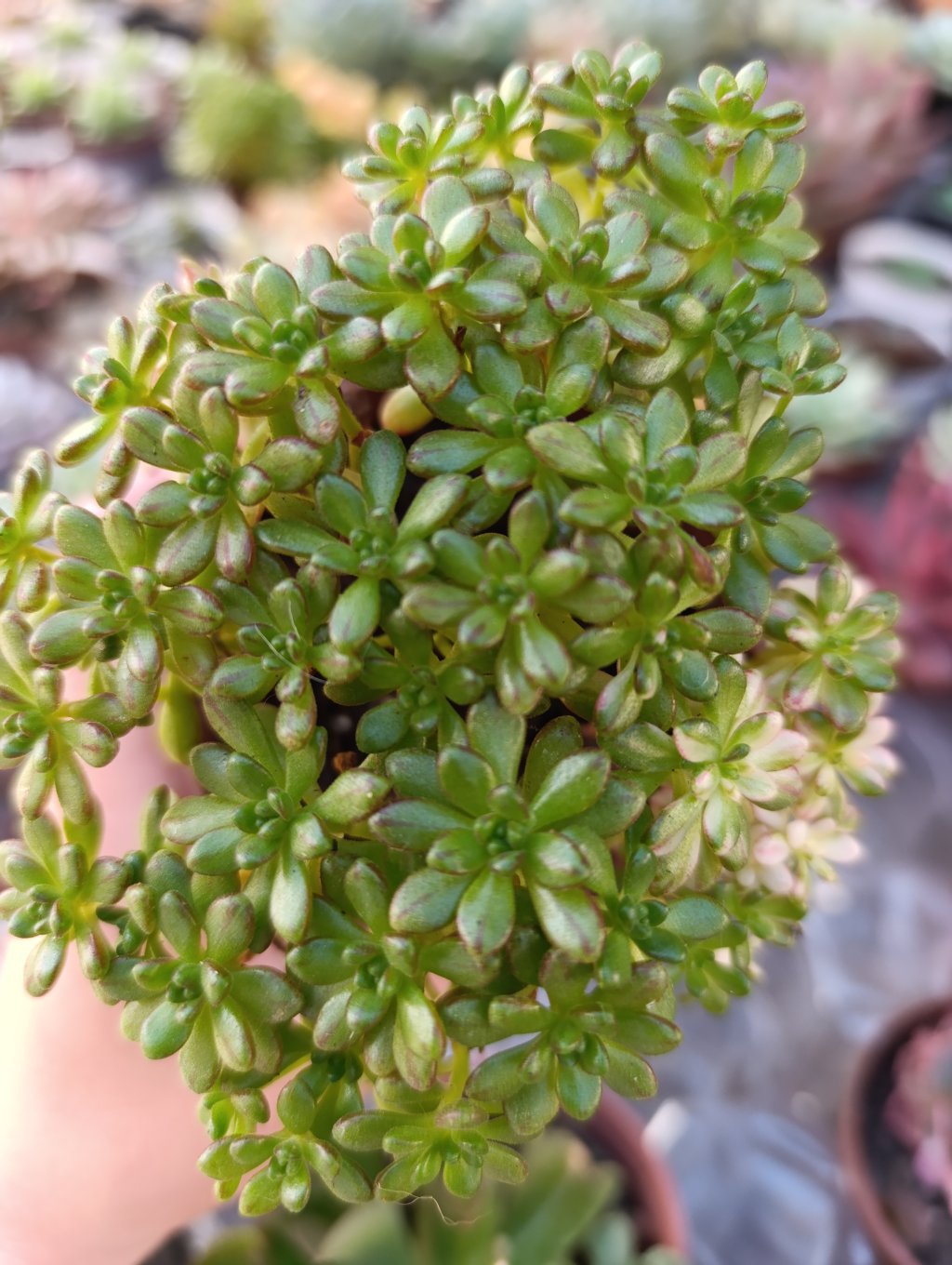 Sedifolium