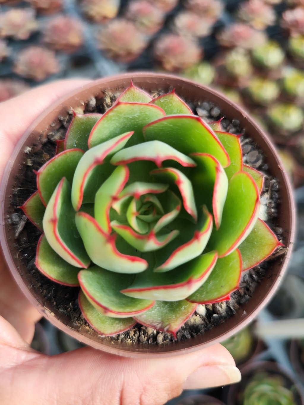 Yang jin 