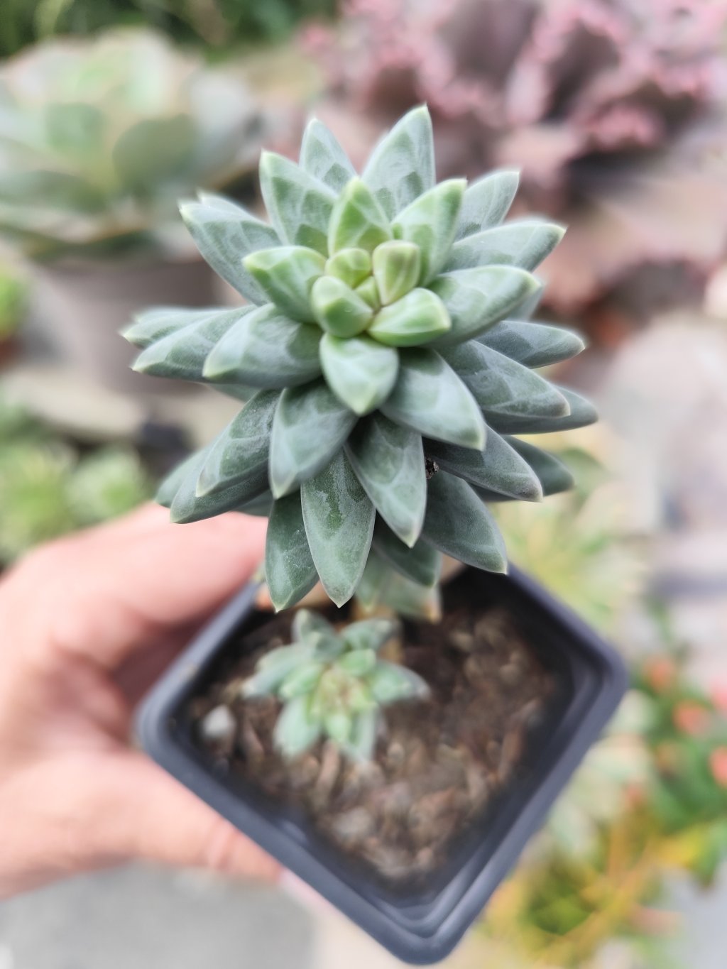 Pachyphytum diamante 💎