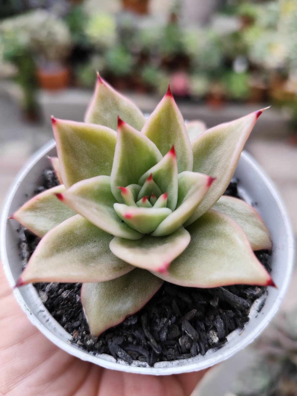 Jade star 