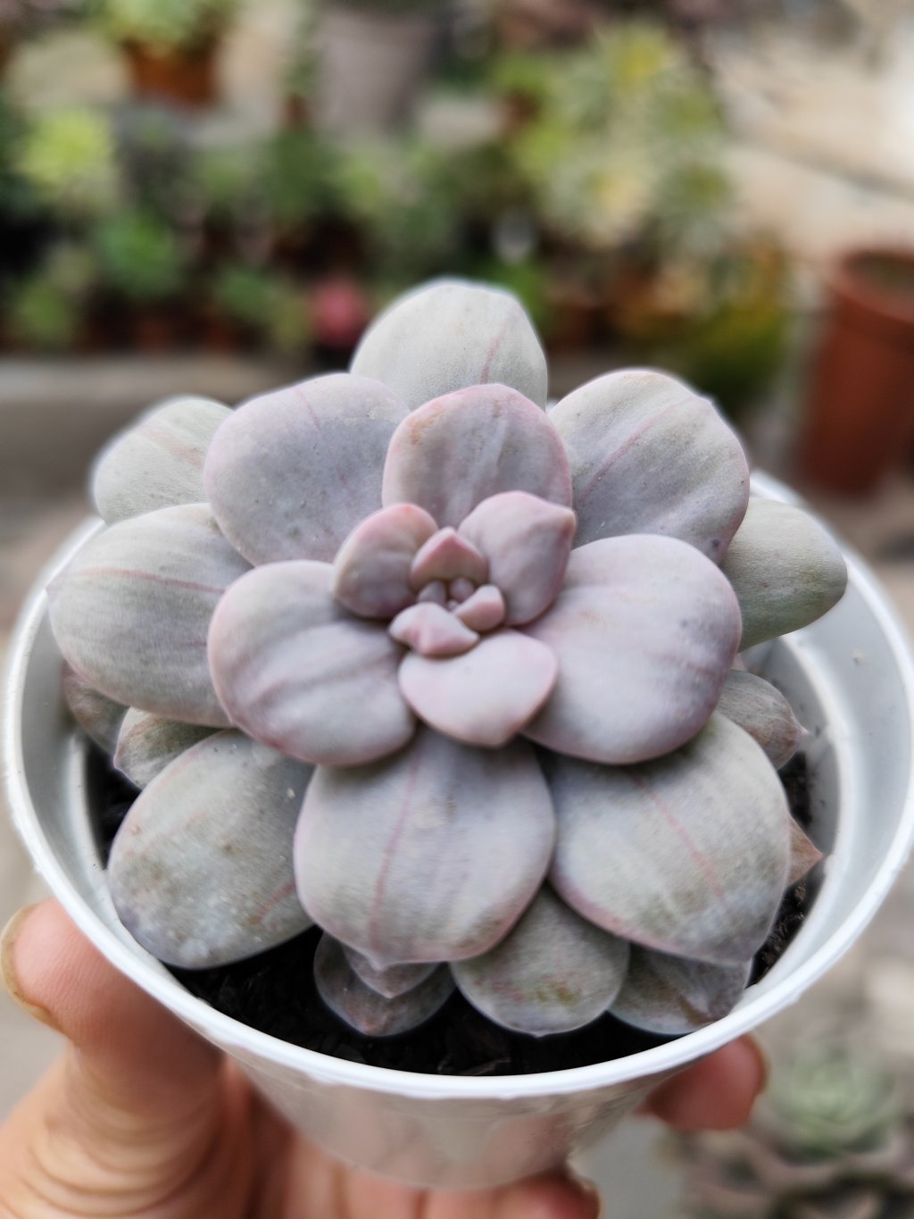Silverbum  variegata 