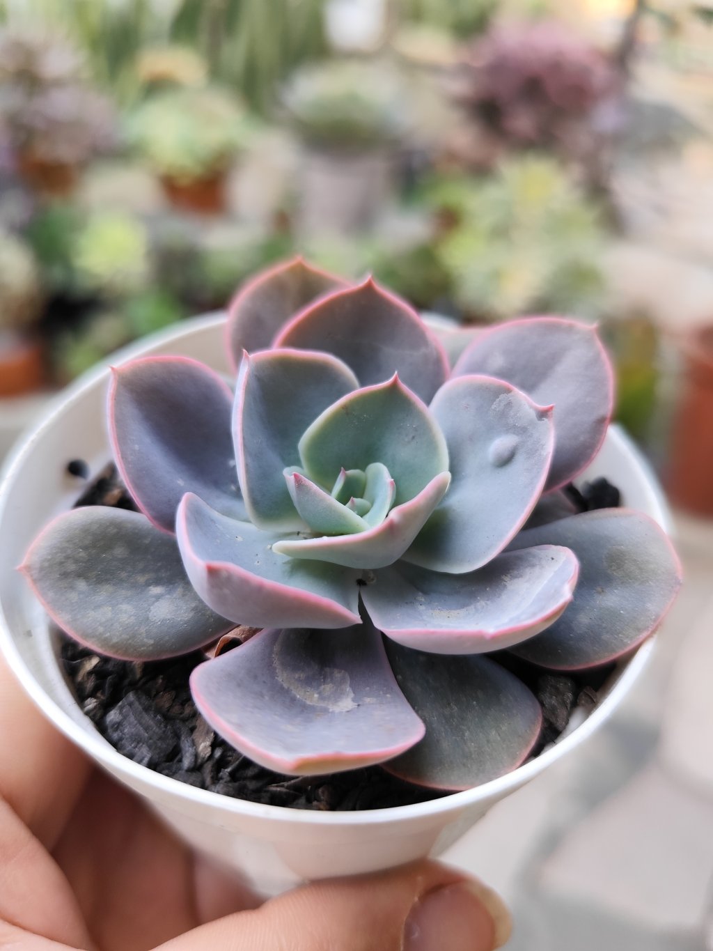Rosaura 