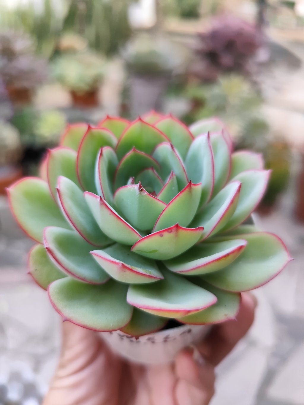 Polamela