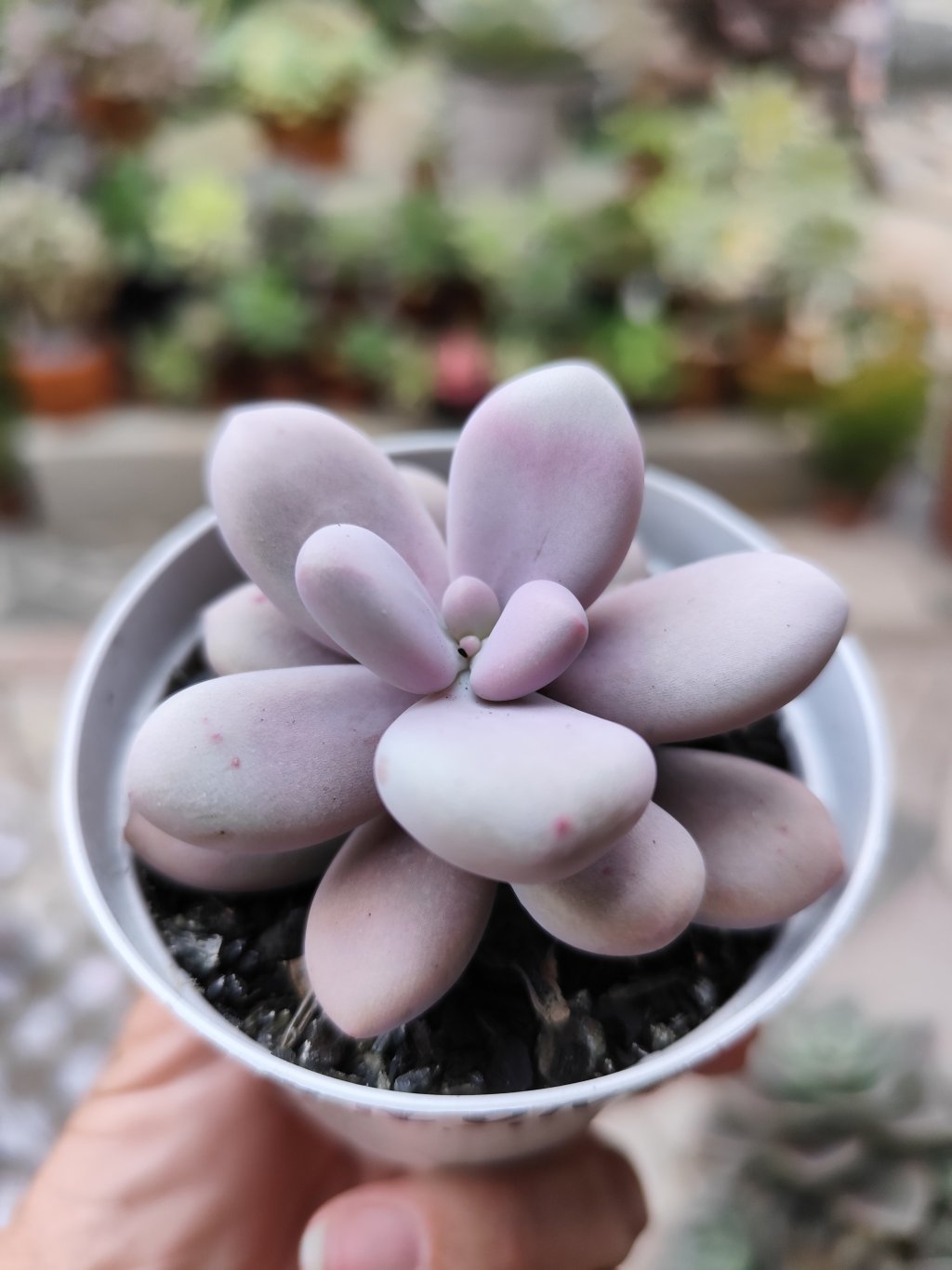 Pink One