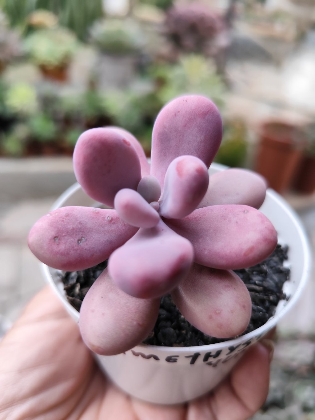 Amethystinum 